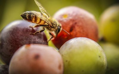 Close-up of bee on fruits