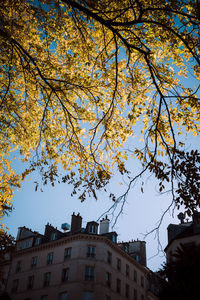 Low angle view of trees against sky