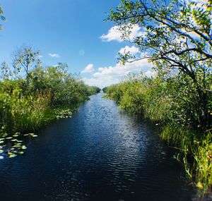 River amidst trees in forest against sky