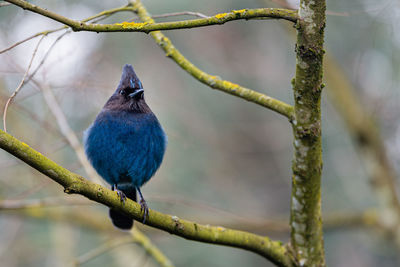 Close-up of bird perching on branch