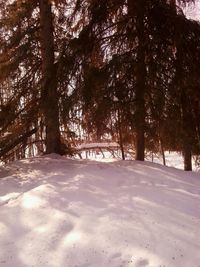 Scenic view of trees