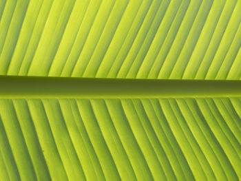 Full frame shot of palm leaf