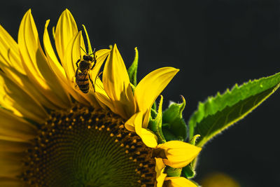 Close-up of honey bee pollinating on sunflower