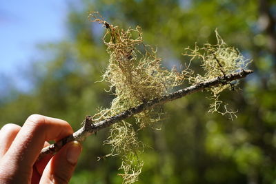 Close-up of hand holding plant