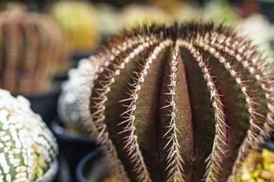 Close-up of succulent plant