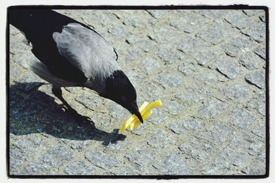 Close-up of bird