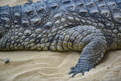 Close-up of crocodile in zoo