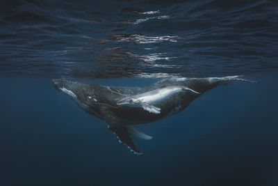 Whale swimming in sea