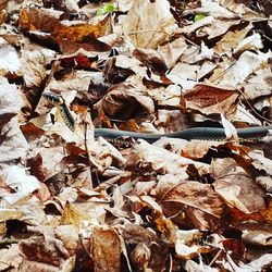 Full frame shot of dried autumn leaves on land