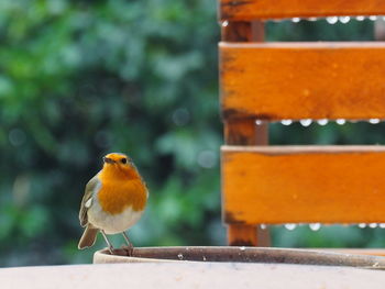 Close-up of bird perching on roof