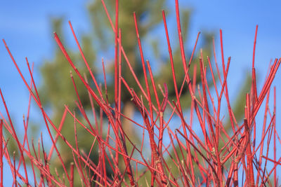 Close-up of plants against sky