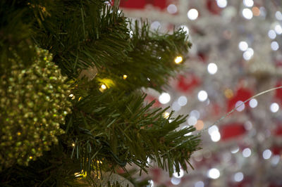 Close-up of christmas tree