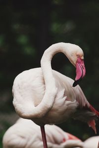 Close-up of a bird