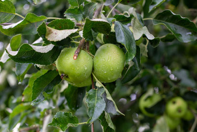 Close-up of wet tree