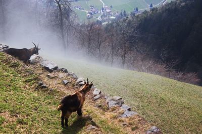 View of deer on field