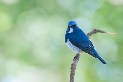 Close-up of bird perching on tree