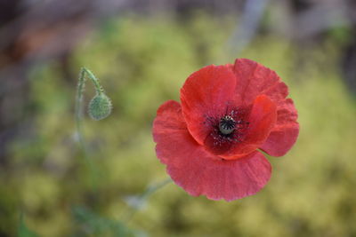 Close-up of red poppy flower