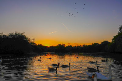 Birds flying over lake against sky during sunset