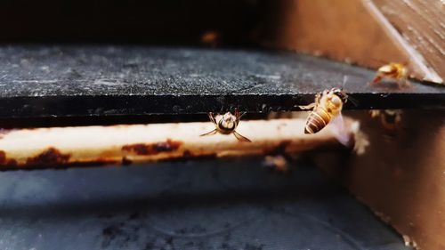 Close-up of bee on wood