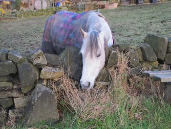 Horse in farm