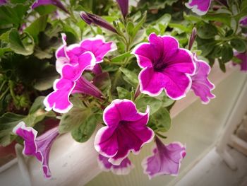 Close-up of pink flowers