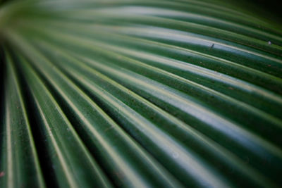 Full frame shot of palm leaves