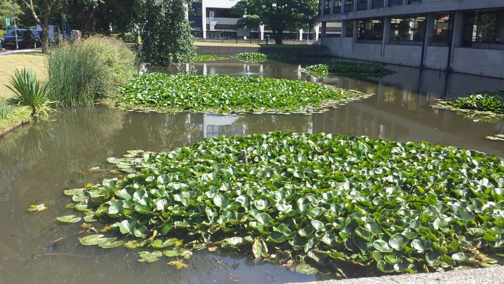 plant, growth, green color, leaf, freshness, water, flower, nature, potted plant, growing, building exterior, day, built structure, outdoors, beauty in nature, pond, tree, sunlight, architecture, formal garden