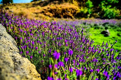 Close-up of lavender growing on field