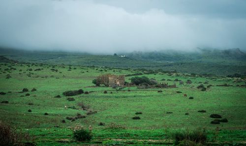 Scenic view of grassy field against sky