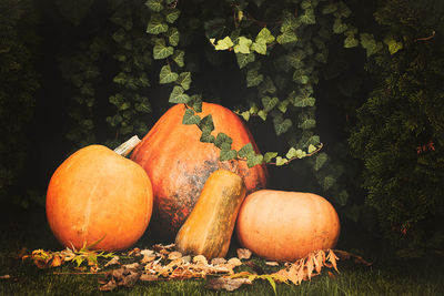 Close-up of pumpkins on plant during autumn
