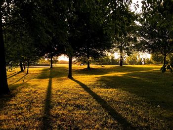 Trees in park