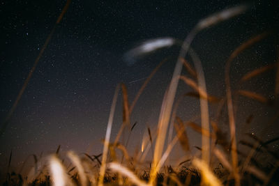 Low angle view of trees against sky at night