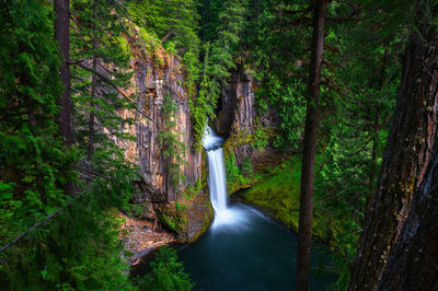 Scenic view of forest