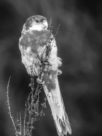 Close-up of bird perching on a plant