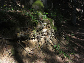 High angle view of dead tree in forest