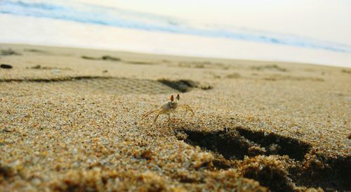 Crab on sandy beach