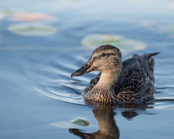 Close-up of duck swimming in lake