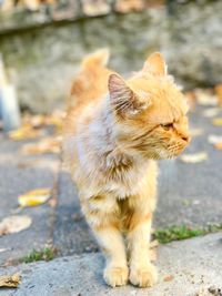 Close-up of ginger on road