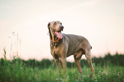 Horse standing in a field
