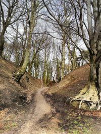 View of bare trees in forest