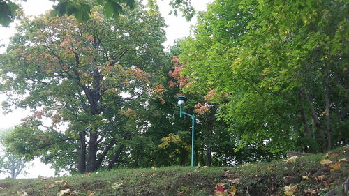 Trees against sky