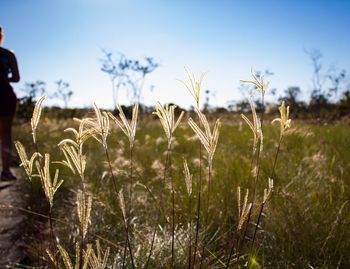 Close-up of stalks in field against sky