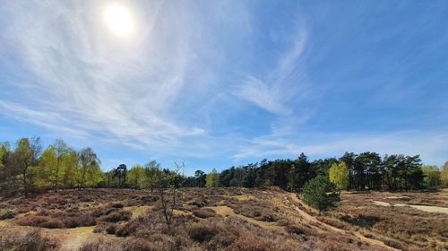 Trees on field against sky