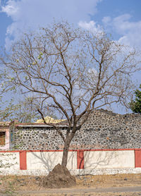 Bare tree by old building against sky