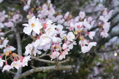 Close-up of white cherry blossoms in spring