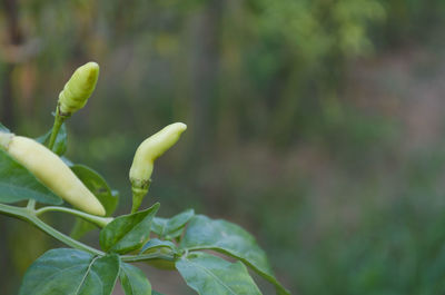 Close-up of fresh green leaves