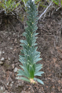 Close-up of plant growing on field