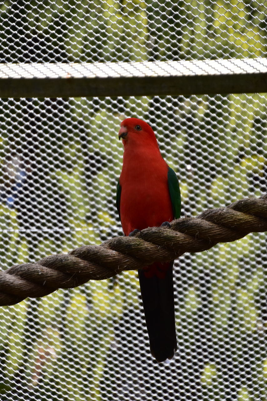 CLOSE-UP OF PARROT IN CAGE