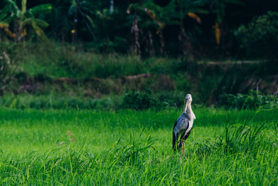 Bird perching on a field