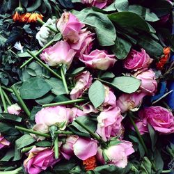 Close-up of pink flowers